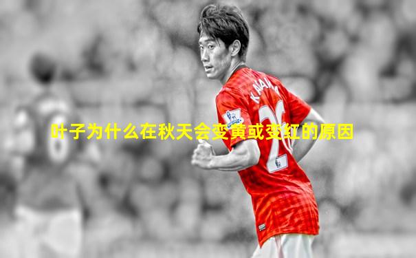 叶子为什么在秋天会变黄或变红的原因